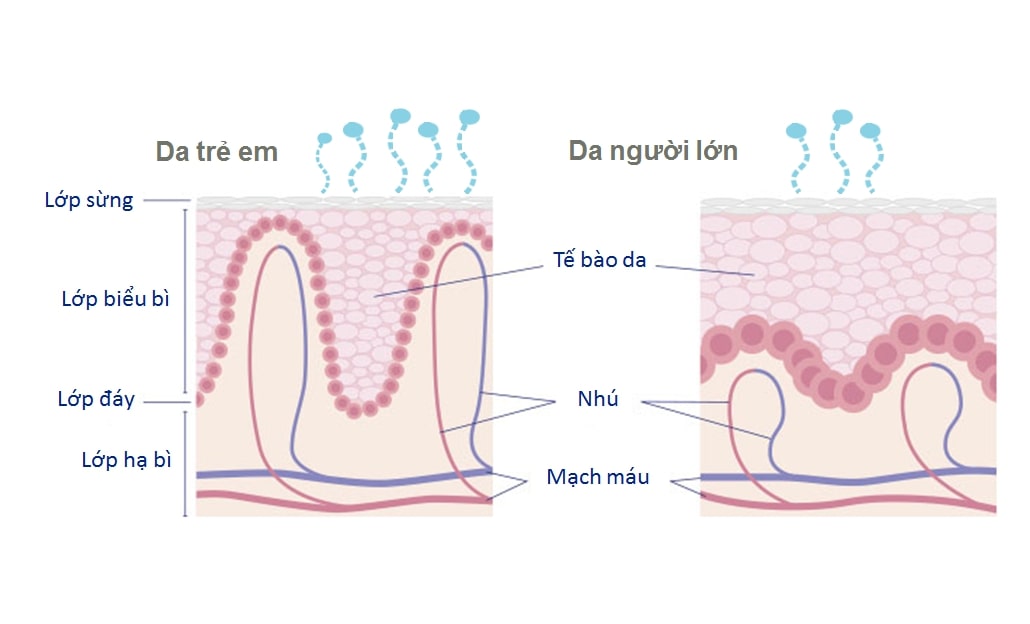 cấu trúc da trẻ sơ sinh