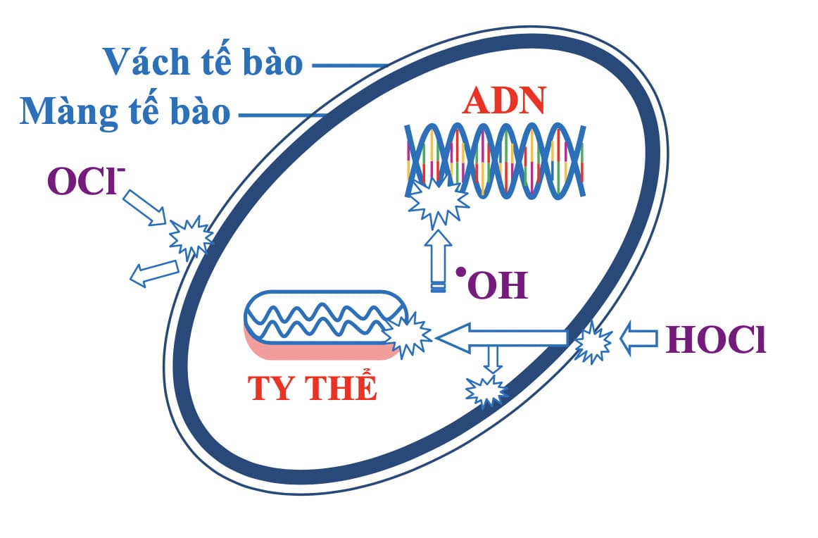 Cách khử trùng nước sinh hoạt bằng clo an toàn
