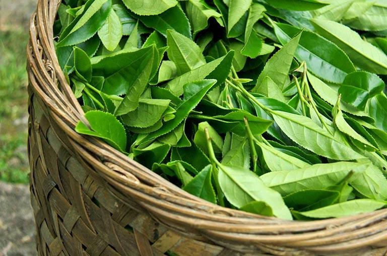 Lá chè xanh thường được sử dụng để nấu nước tắm cho em bé sơ sinh