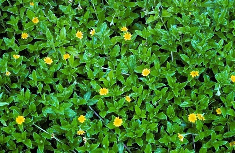 Lá trầu đất trị rôm sảy cho bé hiệu quả